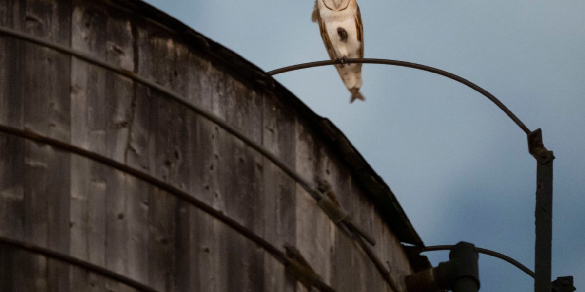Who’s there? A rare family of barn owls takes over a water tower in Manhattan’s Upper West Side