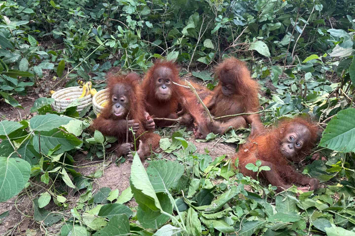 A billionaire’s private zoo may hold the world’s rarest great ape as India becomes a top destination for trafficked primates