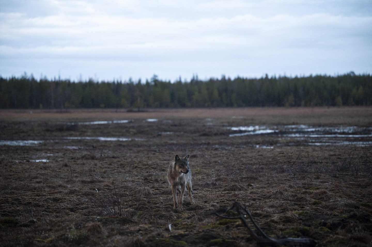 A wolf is photographed in a forest near the Russian border, in Hukkajarvi, eastern Finland.