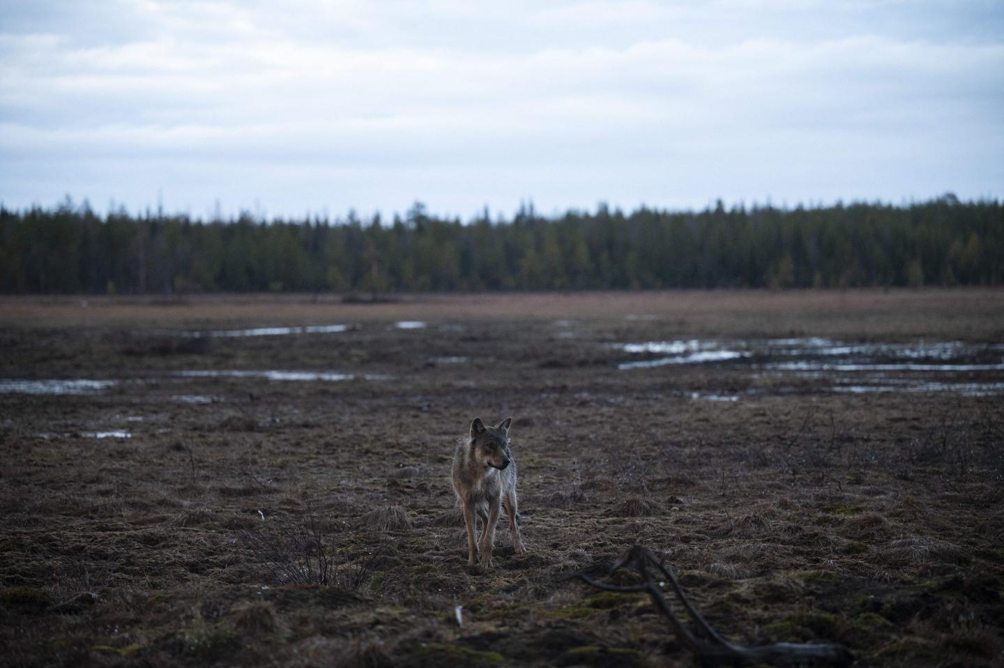 A wolf is photographed in a forest near the Russian border, in Hukkajarvi, eastern Finland.