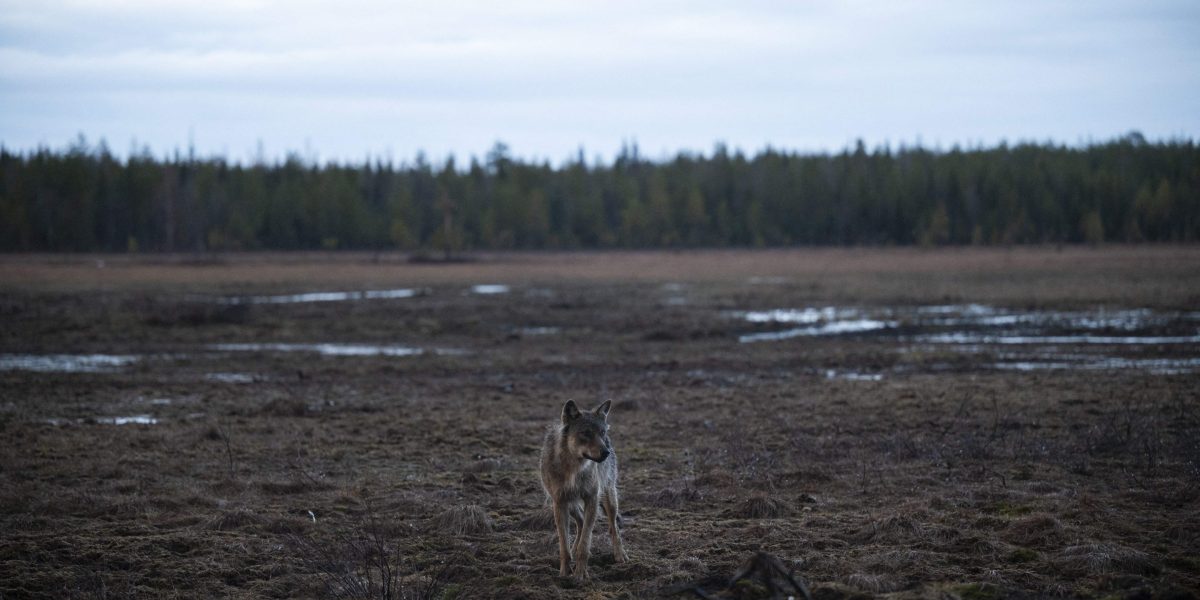 ‘We had wolves coming into the village’: Google’s destruction of a 1,300-acre forest unleashed the wolfpack in Finland