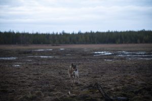 ‘We had wolves coming into the village’: Google’s destruction of a 1,300-acre forest unleashed the wolfpack in Finland