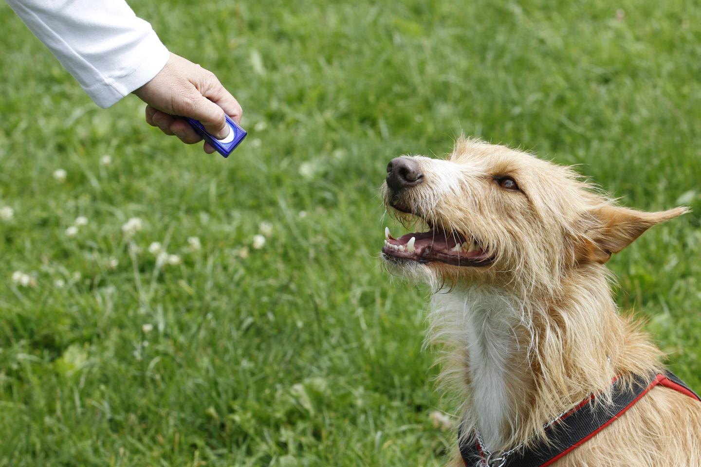A dog being trained with a clicker.