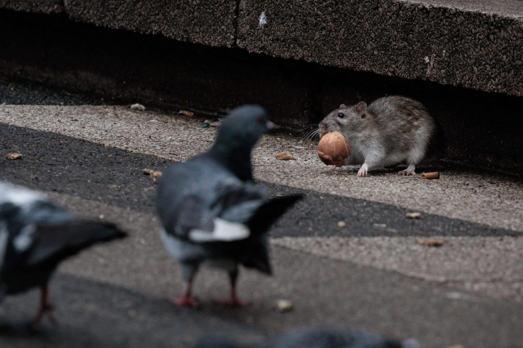 The GOP billionaire behind the biggest political gift in U.S. history could be sued for allegedly fueling a Chicago rat infestation