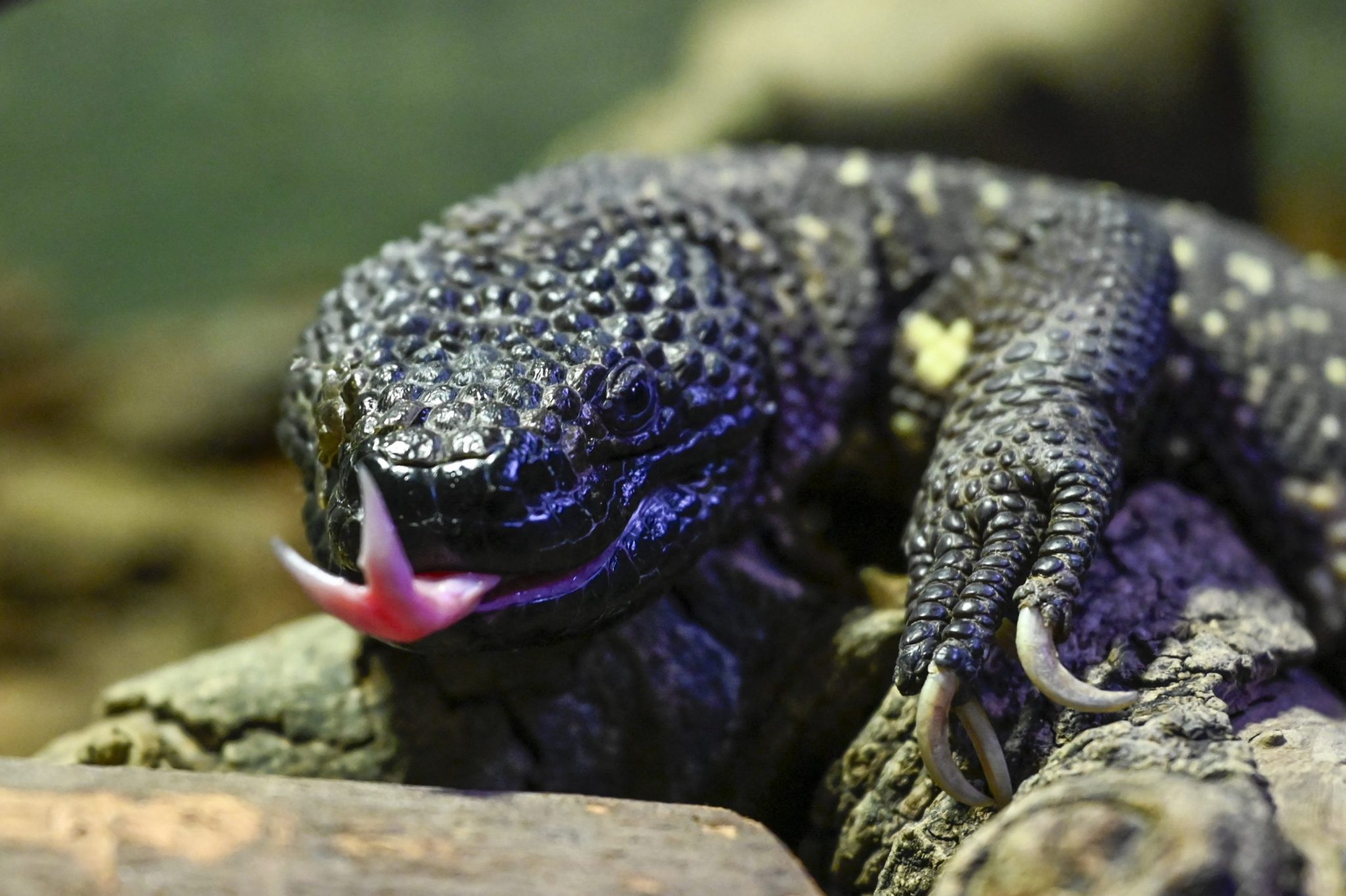What a desert lizard teaches us about patents and the GLP-1 revolution