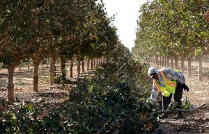 Trump’s farmworker pay cut moved $2.5 billion a year from workers to growers. A judge says it’s illegal, and back pay could follow